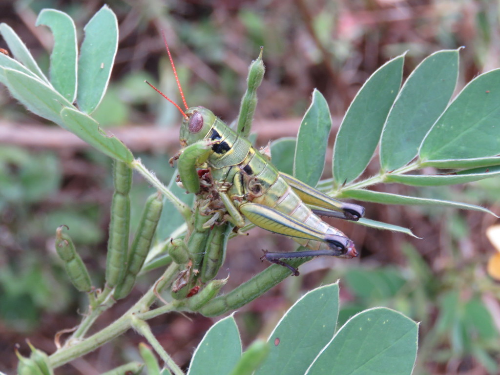 Barytettix terminalis