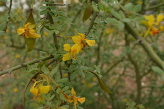 Parkinsonia texana