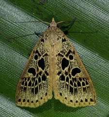 Herminodes tessellata