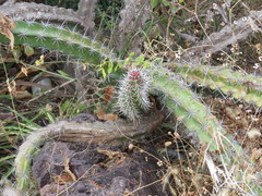 Stenocereus standleyi