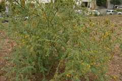 Parkinsonia texana