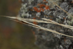 Stipa glareosa
