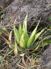 Agave impressa