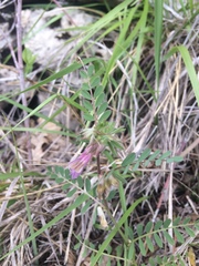 Vicia pannonica