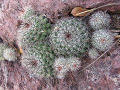 Mammillaria beneckei