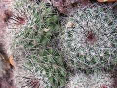 Mammillaria beneckei