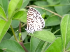 Leptotes cassius