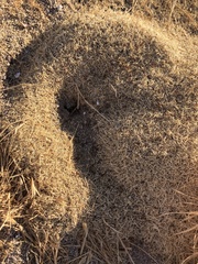 Pogonomyrmex bicolor