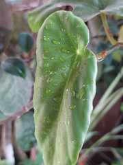 Anthurium andraeanum