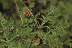 Artemisia santolinifolia