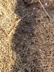 Pogonomyrmex bicolor