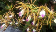 Prosthechea brassavolae