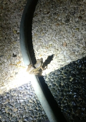 Polypedates leucomystax