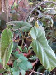 Angiospermae