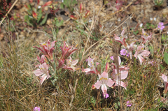 Alstroemeria hookeri
