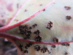 Puccinia smilacis