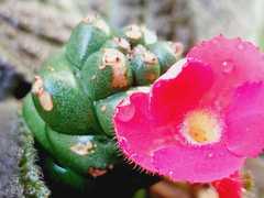 Magnoliopsida