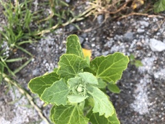 Chenopodium quinoa