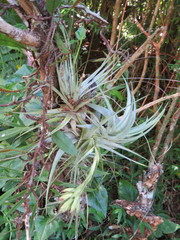 Tillandsia gardneri