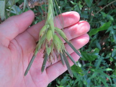 Tillandsia gardneri