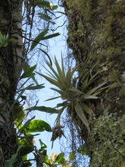 Tillandsia gardneri