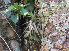 Tillandsia gardneri