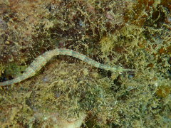 Corythoichthys ocellatus