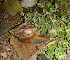 Lissachatina fulica