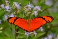 Dryas iulia alcionea