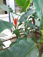 Heliconia