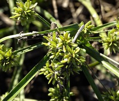 Cyperus ochraceus