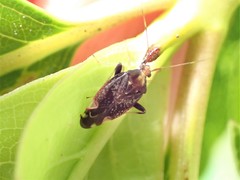 Chinamiris indeclivis