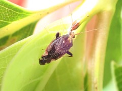 Chinamiris indeclivis