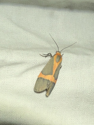 Martin's Lichen Moth photo 4