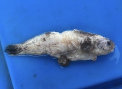Zaprora silenus