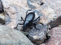 Eleodes tenuipes