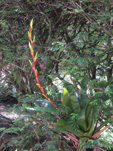 Vriesea friburgensis