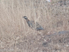 Francolinus francolinus