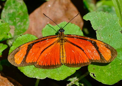 Eueides aliphera aliphera
