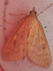 Mecyna submedialis
