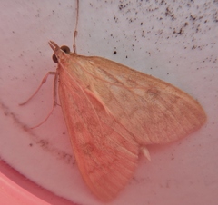 Mecyna submedialis