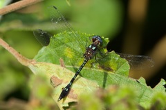 Macrothemis hemichlora