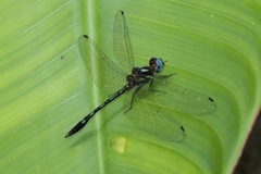 Macrothemis