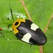 Nyctiboridae - Photo (c) Tom Horton,  זכויות יוצרים חלקיות (CC BY-NC), הועלה על ידי Tom Horton