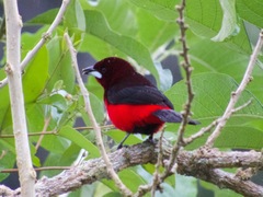 Ramphocelus melanogaster