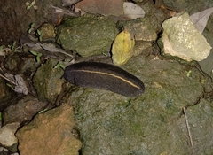Laevicaulis alte