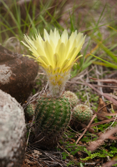 Parodia tenuicylindrica