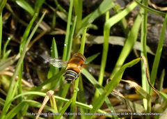 Palpada ruficeps