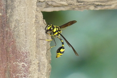Phimenes flavopictus flavopictus