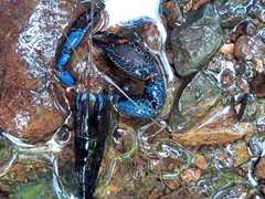 Macrobrachium hancocki